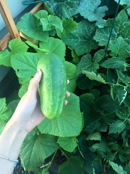 Dưa leo to, mập Yến Phương hái trong vườn nhà.
