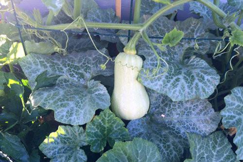 Bí đỏ cho trái to.