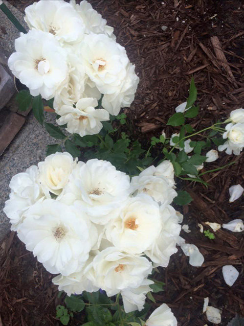 Ngoài rau, bà xã Lam Trường còn trồng các loại hoa.