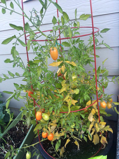 Cà chua trồng trong chậu vẫn cho trái lúc lỉu. Nguồn ảnh: FBNV