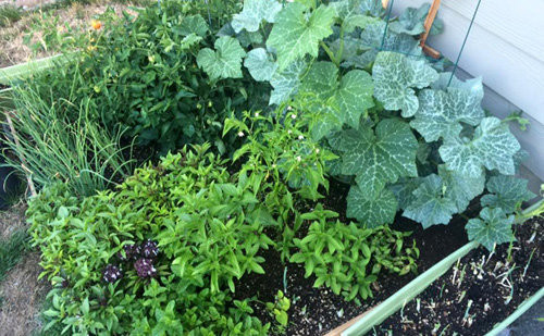 Khu vườn có đầy đủ các loại rau phục vụ bữa ăn của gia đình.