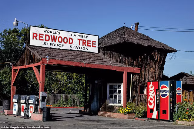 Trạm dịch vụ Redwood Tree ở Ukiah, California (Mỹ) được xây dựng gắn liền với gốc cây 1.500 tuổi. Ngày nay, nơi đây giờ đã trở thành một bảo tàng. Ảnh: Dailymail.