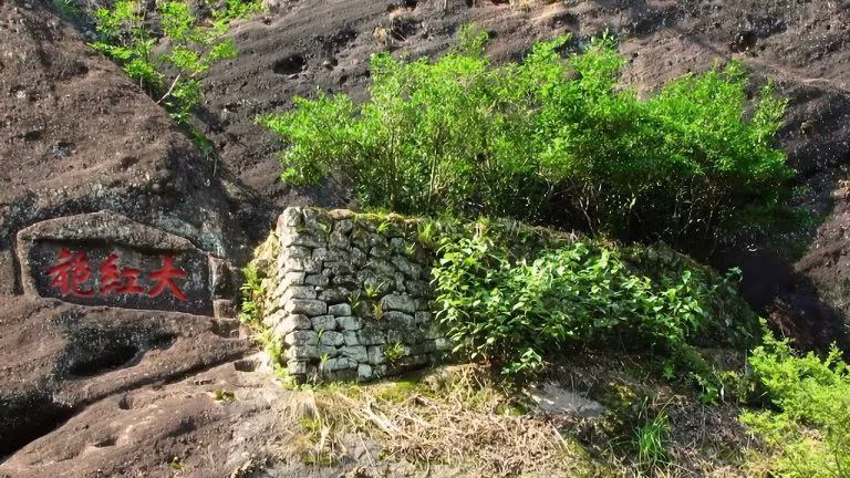 Đại Hồng Bào có mức giá cao ngất ngưởng là bởi được chế biến từ 6 cây trà cổ thụ mọc trên vách đá dựng đứng trên núi Vũ Di. Đặc biệt, mỗi năm chỉ thu hái được khoảng 600 gram. Ảnh: Getty