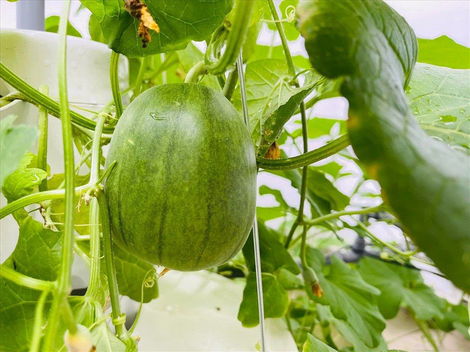 Nhờ chăm sóc kỹ nên rau tươi tốt và không sâu bệnh.