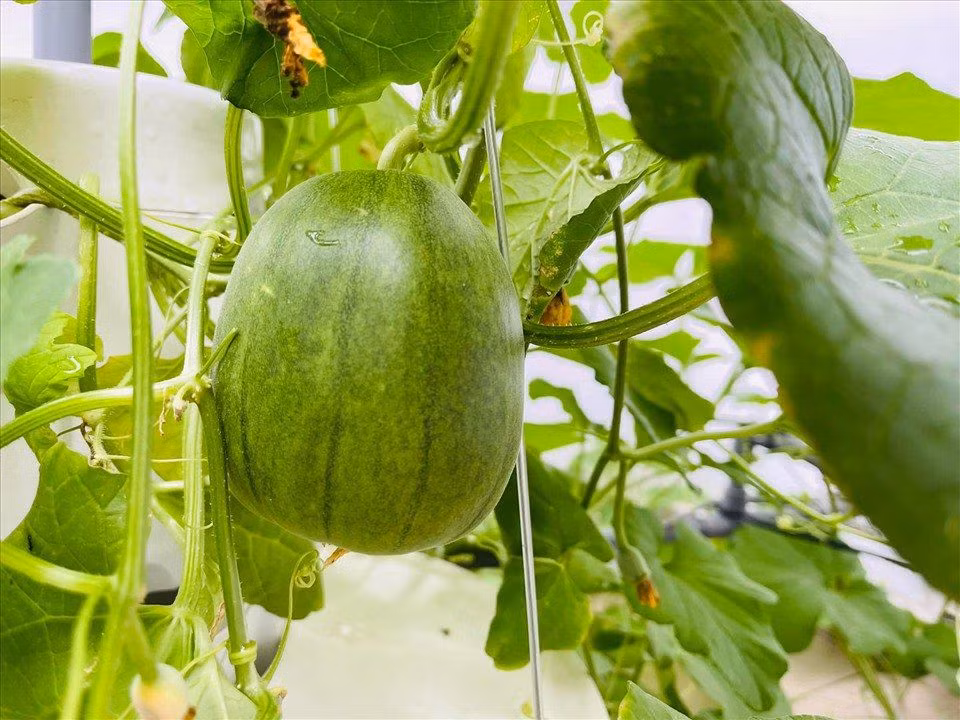 Nhờ chăm sóc kỹ nên rau tươi tốt và không sâu bệnh.