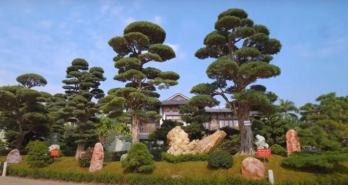 Đặc biệt, bên trong khu vườn biệt thự có nhiều cây quý tuổi đời hàng trăm năm và các khối ngọc, đá quý trị giá hàng tỷ đồng. Ảnh chụp màn hình