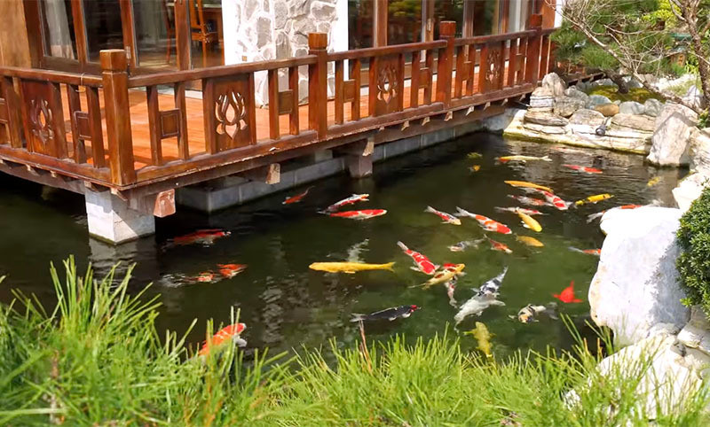 Hồ cá Koi hàng chục con nhập khẩu từ Nhật Bản là điểm nhấn của khu vườn. Ảnh chụp màn hình