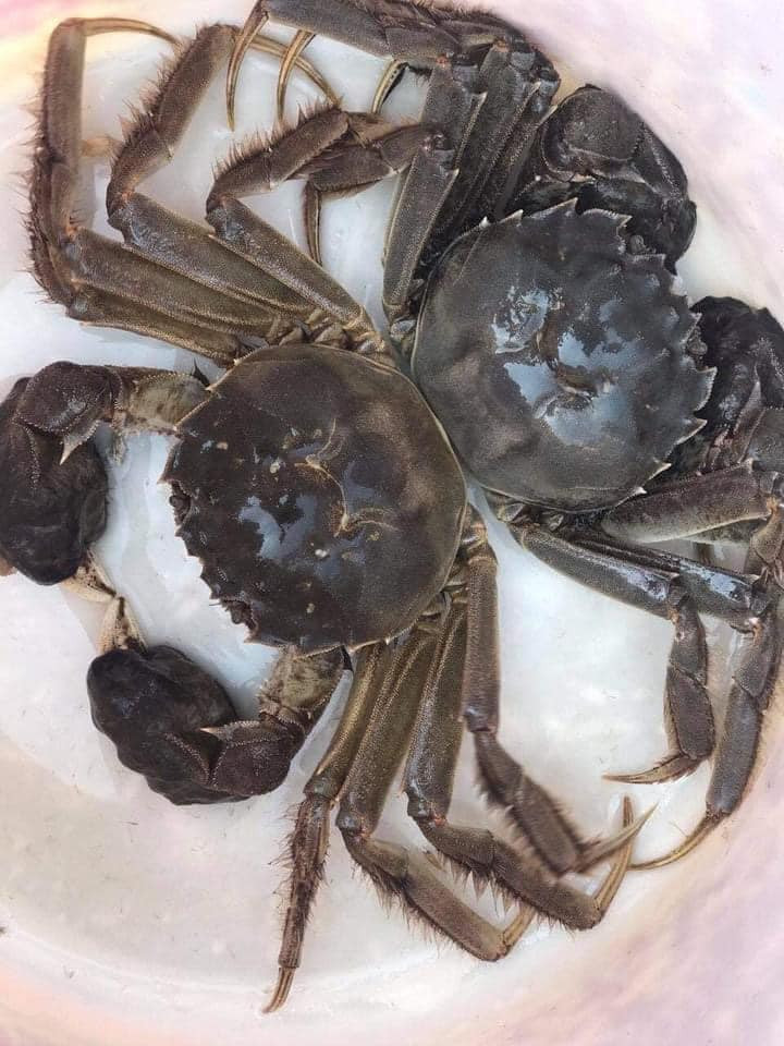 Chị Trang (Hà Nội) cho biết, trước đây cua lông Thượng Hải thường có giá khá đắt tới cả triệu đồng/kg. Đợt này giá khá rẻ nên chị Trang mới dám mua về thưởng thức.