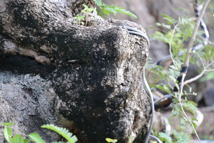 Thân và gốc me nào cũng nổi u nần rất độc đáo. Ảnh: Nlđ