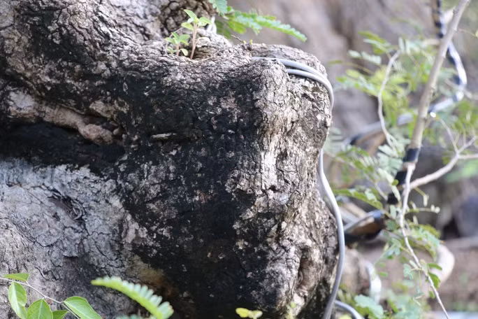 Thân và gốc me nào cũng nổi u nần rất độc đáo. Ảnh: Nlđ