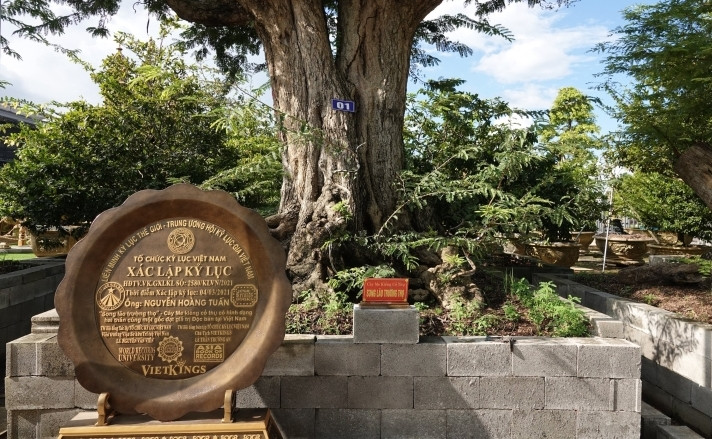 Cây me "Song lão trường thọ" có chiều cao 4,5m, đường kính tán rộng 5m, hoành gốc đến 5m. Gốc cây và rễ cây nổi lên những u nần trông như những con thú rất đẹp mắt. Ảnh: VTCNews