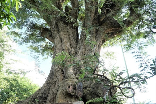 Nổi bật nhất trong bộ sưu tập me kiểng của anh Tuấn là cây "Song lão trường thọ". Ảnh: Dân trí