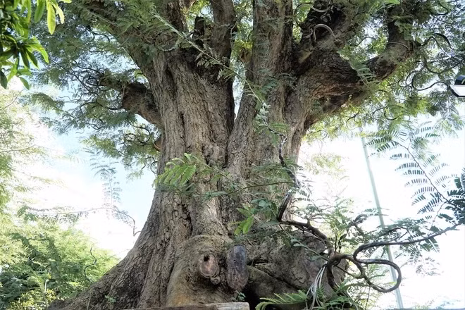 Nổi bật nhất trong bộ sưu tập me kiểng của anh Tuấn là cây "Song lão trường thọ". Ảnh: Dân trí