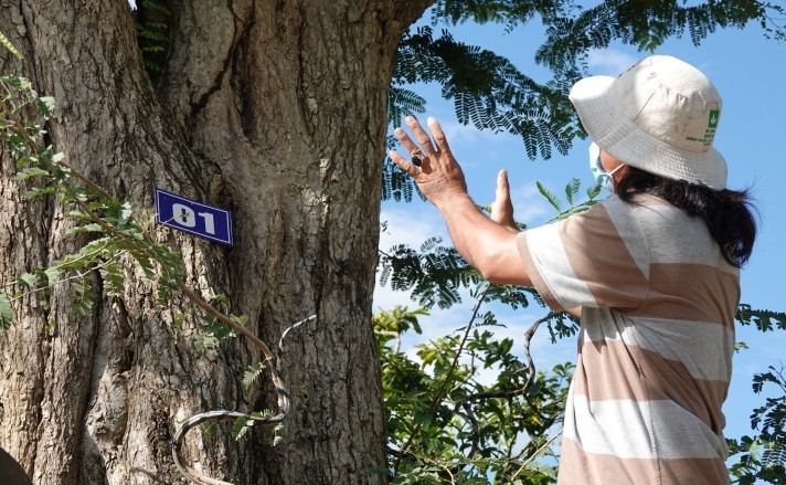 Ngoài tuổi thọ, tiêu chí lựa chọn của anh Tuấn còn là cây me sở hữu hình dáng độc đáo như một cốt nhiều thân, dáng nằm ngang hoặc dáng như con thú...Ảnh: VTCNews