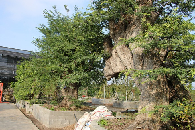 Ngoài ra, bộ sưu tập me kiểng cổ của anh Tuấn còn có cây me dáng nằm với chiều dài lên đến gần 6m. Ảnh: Nlđ