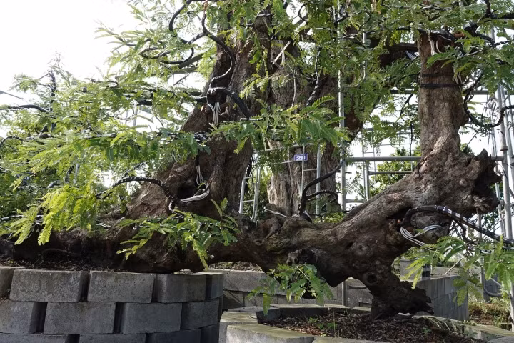 Đặc biệt, mỗi cây me đều được chủ nhân đặt tên dựa theo dáng thế, tuổi đời. Ảnh: VTCNews