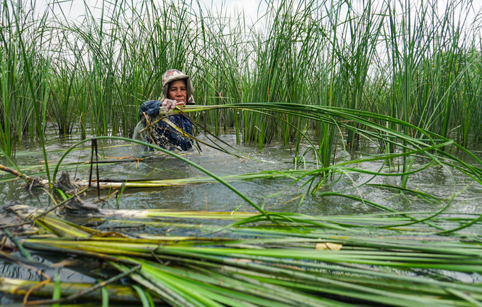 Mô hình trồng bồn bồn mang lại giá trị kinh tế khoảng 100–120 triệu đồng/ha/năm. Ảnh: Dân Việt