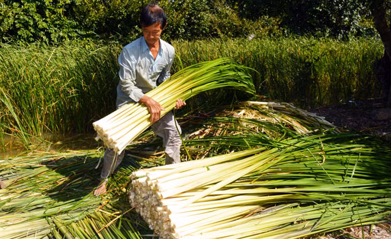 Nhờ mạnh dạn chuyển đổi diện tích từ trồng lúa kém hiệu quả sang trồng cây bồn bồn, nhiều người dân ở Cà Mau đã thoát nghèo. Ảnh: Anthinhfood