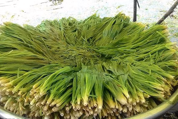 Cây hẹ có hai loại phổ biến là hẹ nước và hẹ cạn, trong đó hẹ nước được ưa dùng hơn bởi thuộc tính tốt cho sức khoẻ và giá trị kinh tế cao. Ảnh: Dân Việt