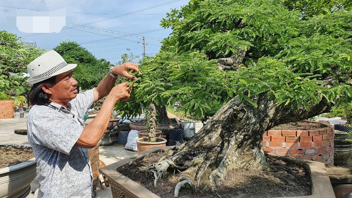 Qua bàn tay của ông, những cây me to lớn, trông thô kệch trở thành me bonsai xinh xắn, cổ quái và trị giá tiền tỷ. Ảnh: VOV