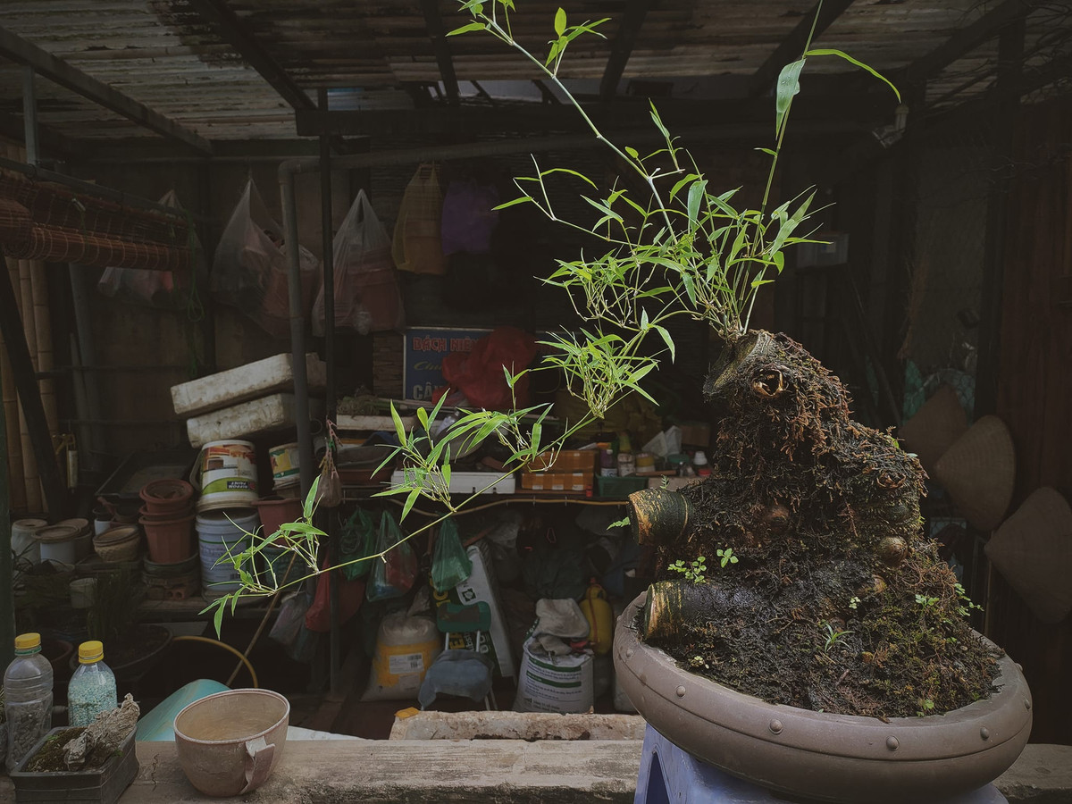 Tre gai cành buông dáng huyền, củ nổi độc đáo. Ảnh: Facebook