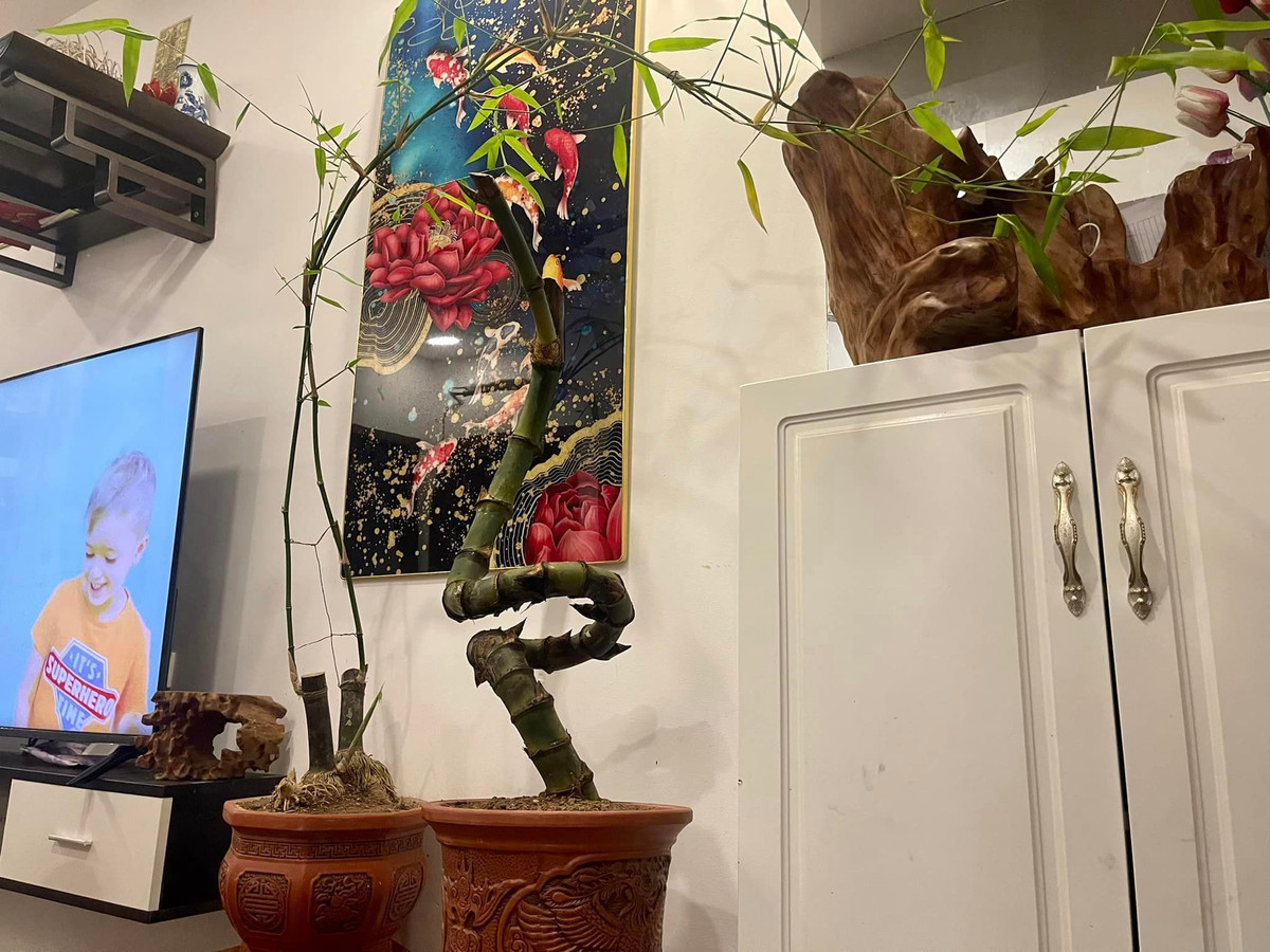 Tre bonsai mang thế long cuốn thuỷ kỳ công. Ảnh: Facebook