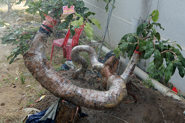 Niềm đam mê sưu tầm mai vàng của anh Hoàng bắt đầu từ hơn chục năm trước. Hầu hết anh thu mua về những cây mai vàng cổ thụ, thế dáng độc lạ. Ảnh: Dân Việt