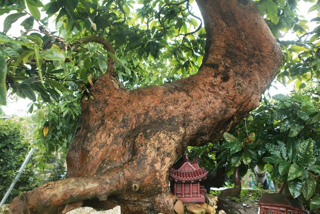 Vườn mai nhà anh Hoàng có đủ loại kích thước từ cao tới thấp và hình dáng uốn lượn, nhiều hình thù khác nhau. Ảnh: Dân trí