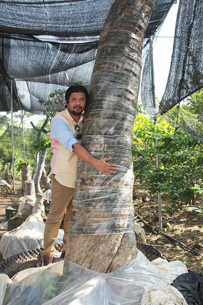 Mai vàng cổ thụ lớn nhất trong vườn có chu vi vanh gốc lên đến 190cm. Ảnh: Dân Việt