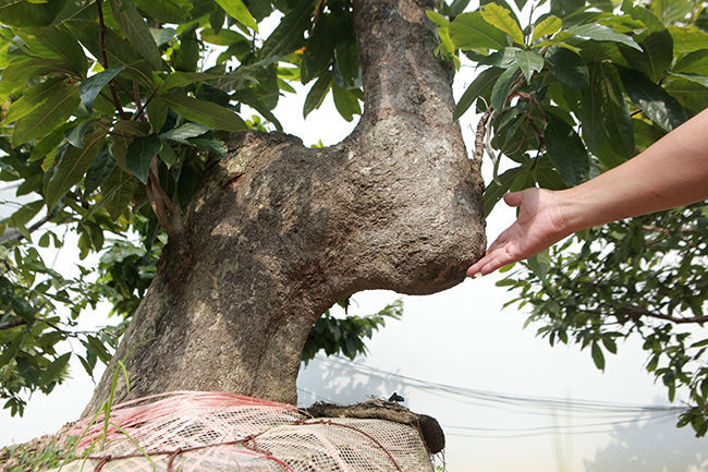 Một tác phẩm có tên Lạc Đà Việt Nam sở hữu phần thân có hình thù giống chiếc bướm của lạc đà. Ảnh: Bestie