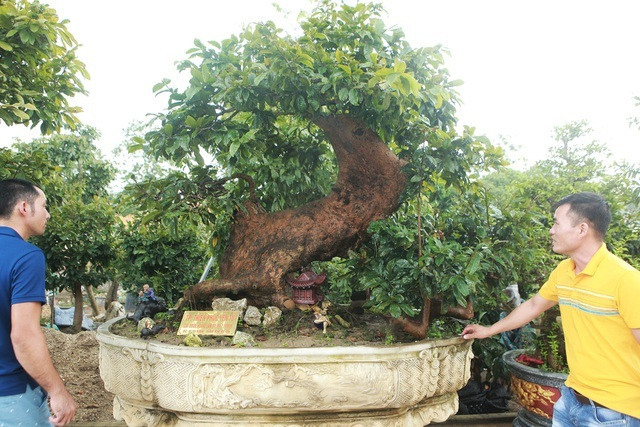 Trong số 200 gốc mai của đại gia Quảng Ninh, nổi bật nhất là "cụ" mai Yên Tử hơn 700 năm tuổi. Ảnh: Dân trí