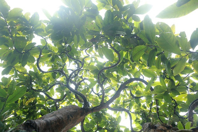 Vườn mai cổ thụ của anh Hoàng không được nhiều người biết đến. Bởi theo anh, đây là những cây mai quý, chỉ những người đặc biệt anh mới cho chiêm ngưỡng. Ảnh: Dân trí