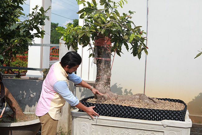 Theo tiết lộ, vườn mai của anh Hoàng trị giá lên đến vài triệu đô. Ảnh: Bestie