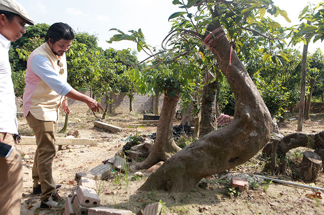 Anh Phan Hoàng (ngụ tại Đông Triều, tỉnh Quảng Ninh) sở hữu vườn mai vàng quý hiếm với hơn 200 chậu cây. Ảnh: Bestie