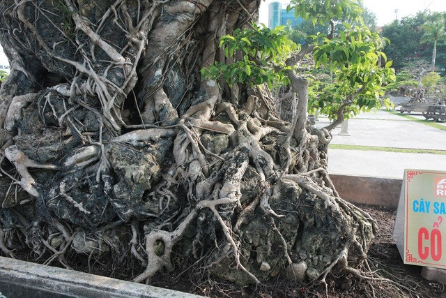 Phần thân chính chạy thành một dải kết bện thành mảng quyện vào đá, chỉ còn lại một phần rất nhỏ nổi ra bên ngoài. Ảnh: Người đưa tin