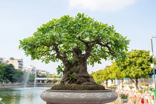 Ông Phùng Tình (Hà Nội) được giới chơi cây cảnh biết đến bởi sở hữu cây lộc vừng ngũ phúc có tuổi đời hàng trăm năm, hiếm có khó tìm. Ảnh: Dân trí