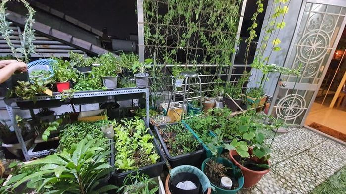 Cẩm Ly tự tay trồng một vườn rau nhỏ “tự cung tự cấp" nguồn rau sạch cho cả gia đình.