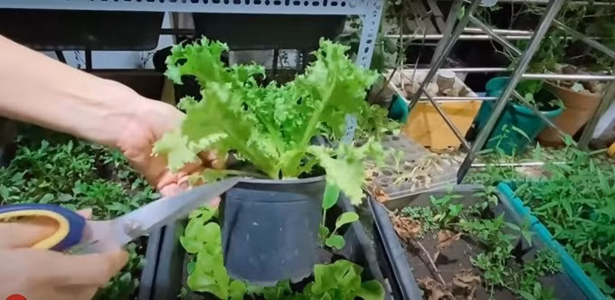 Nữ ca sĩ thường chọn các loại ngắn ngày để trồng như: xà lách Việt, xà lách Nhật... để mùa vụ sau cô thay đổi loại rau mới.