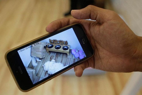 Dù ở xa, chủ sở hữu cũng có thể quan sát vật nuôi của mình thông qua hệ thống camera 24/7.