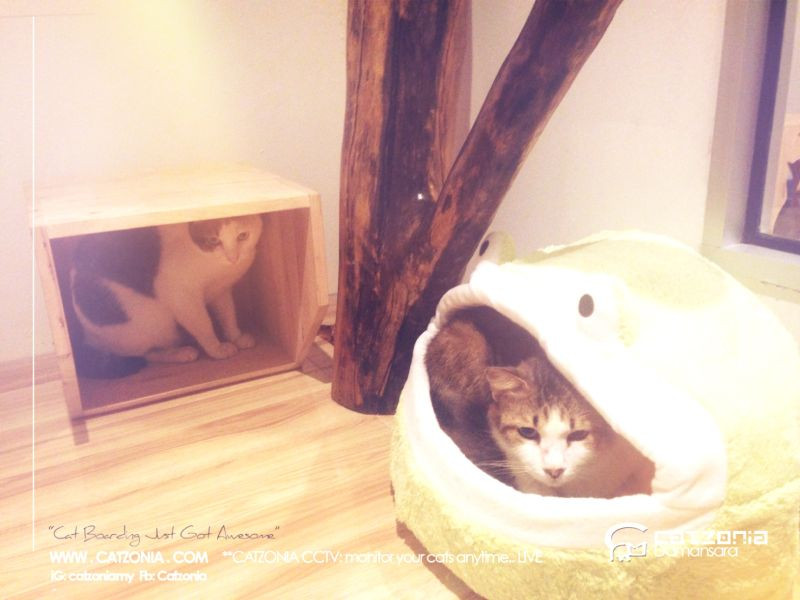 Phòng ngủ ấm cúng dành cho mèo.