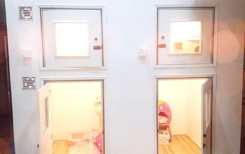 Mỗi phòng dành cho mèo đủ chỗ cho cả mèo mẹ và cả mèo con.