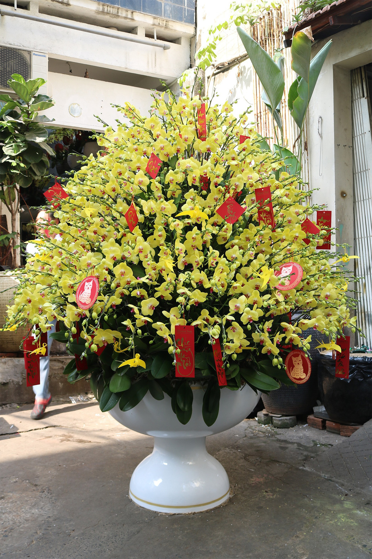 Ngay từ trước Tết Dương lịch 2023, một công ty tài chính đã đặt mua chậu lan hồ điệp với giá lên tới 100 triệu đồng. Chậu lan gồm 350 cành cao khoảng 2,5 m và chiều ngang 1,8 m. Ảnh: Flower box.