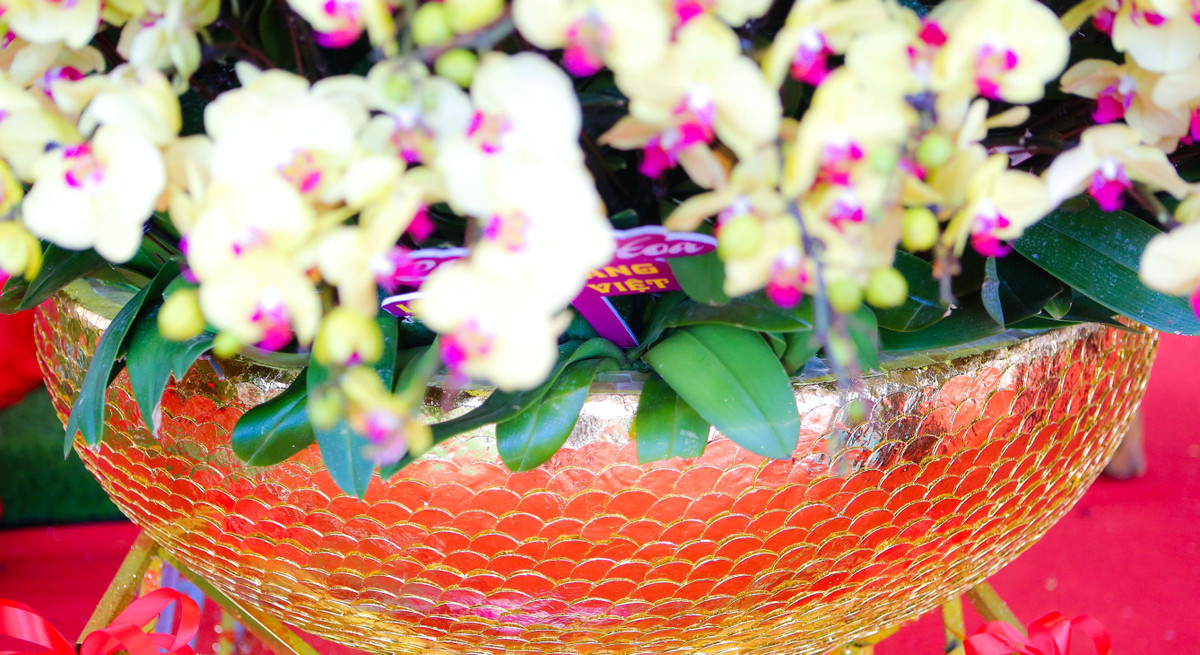 Riêng giá đỡ của chậu đã lên tới 60 triệu đồng. Ảnh: Người đưa tin