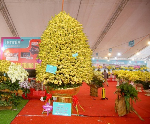 Những năm trước, lan hồ điệp cũng được nhiều đại gia chi số tiền lớn săn lùng để chơi Tết. Dịp Tết năm ngoái, một nhà vườn kinh doanh hoa Đà Lạt bán bán chậu lan hồ điệp khủng với giá 868 triệu đồng thu hút ánh người nhìn. Ảnh: Tiền phong