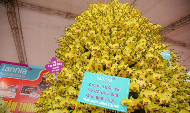 Chậu lan được làm từ 2.686 cành lan xuất xứ từ Đà Lạt với một màu đặc trưng. Ảnh: Tiền phong