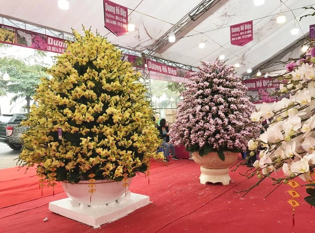 Dịp Tết 2021, một chậu lan hồ điệp khổng lồ được rao bán với giá 165 triệu đồng ở Hà Nội khiến dân tình "phát sốt". Ảnh: Dân trí
