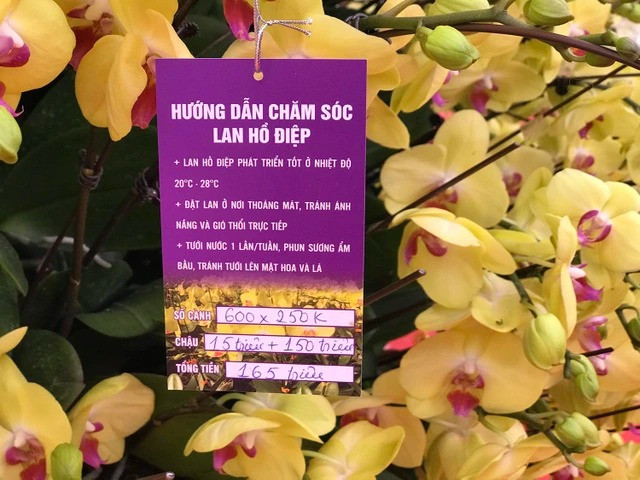Theo tiết lộ, chậu lan hồ điệp này có 600 cành, cao hơn 2m. Trong đó, 150 triệu đồng là tiền hoa còn 15 triệu đồng là tiền chậu. Ảnh: Dân trí