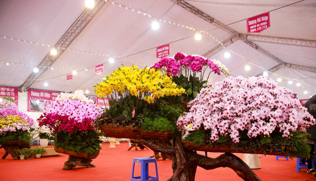 Chậu lan được ghép trên gỗ lũa. Riêng gỗ để tạo thành chậu hoa có giá khoảng 200 triệu đồng, còn hoa khoảng 50 triệu. Ảnh: Infonet