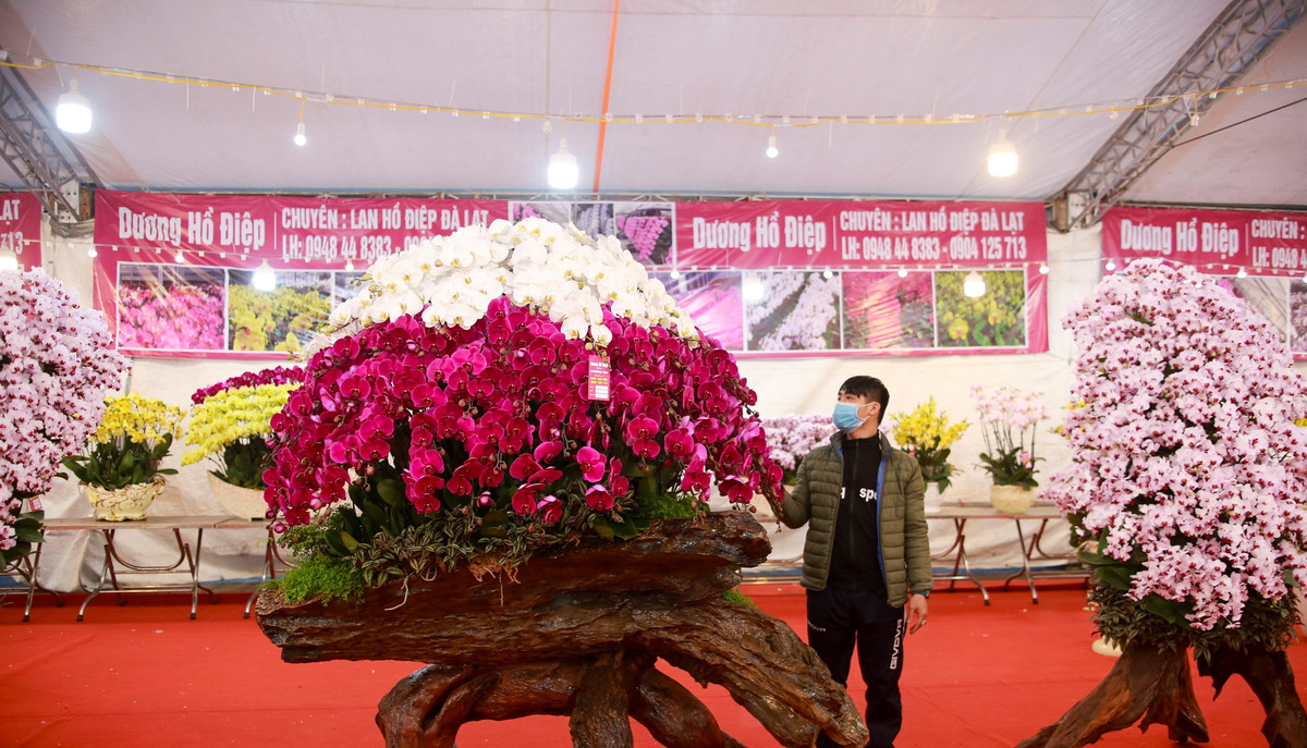 Gần Tết Nguyên đán Nhâm Dần 2022, chậu lan hồ điệp thế "cóc ngậm kim tiền" mang ý nghĩa thu hút tiền tài cho gia chủ, được chào bán với giá 250 triệu đồng. Ảnh: Infonet