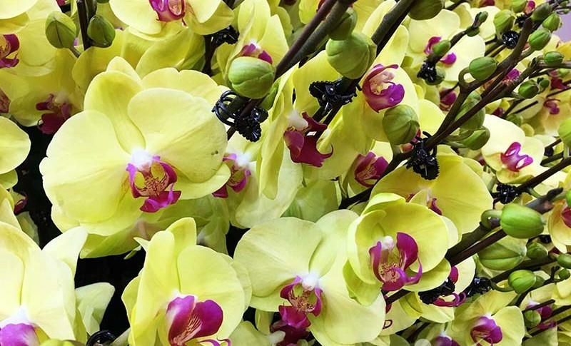 Để làm chậu lan này, cửa hàng cần tới 6 nghệ nhân cắn hoa chuyên nghiệp và mất khoảng hơn 10 tiếng đồng hồ. Ảnh minh hoạ: Vietnamnet